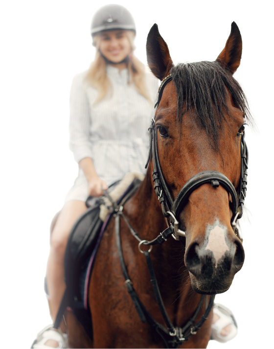 horse